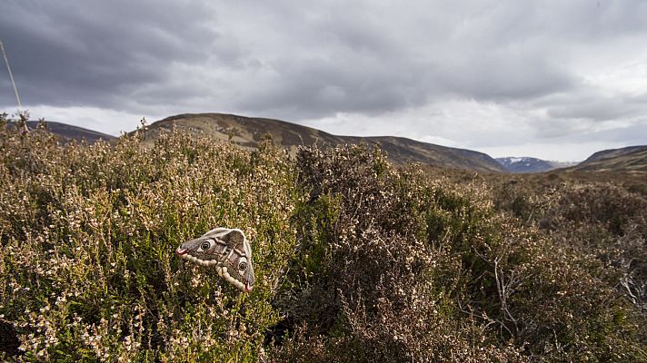Escocia. Un año salvaje - Primavera