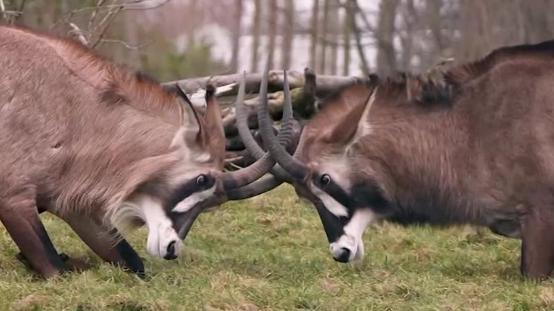 Una "pequeña África" en Reino Unido - Aquí la Tierra | Ver