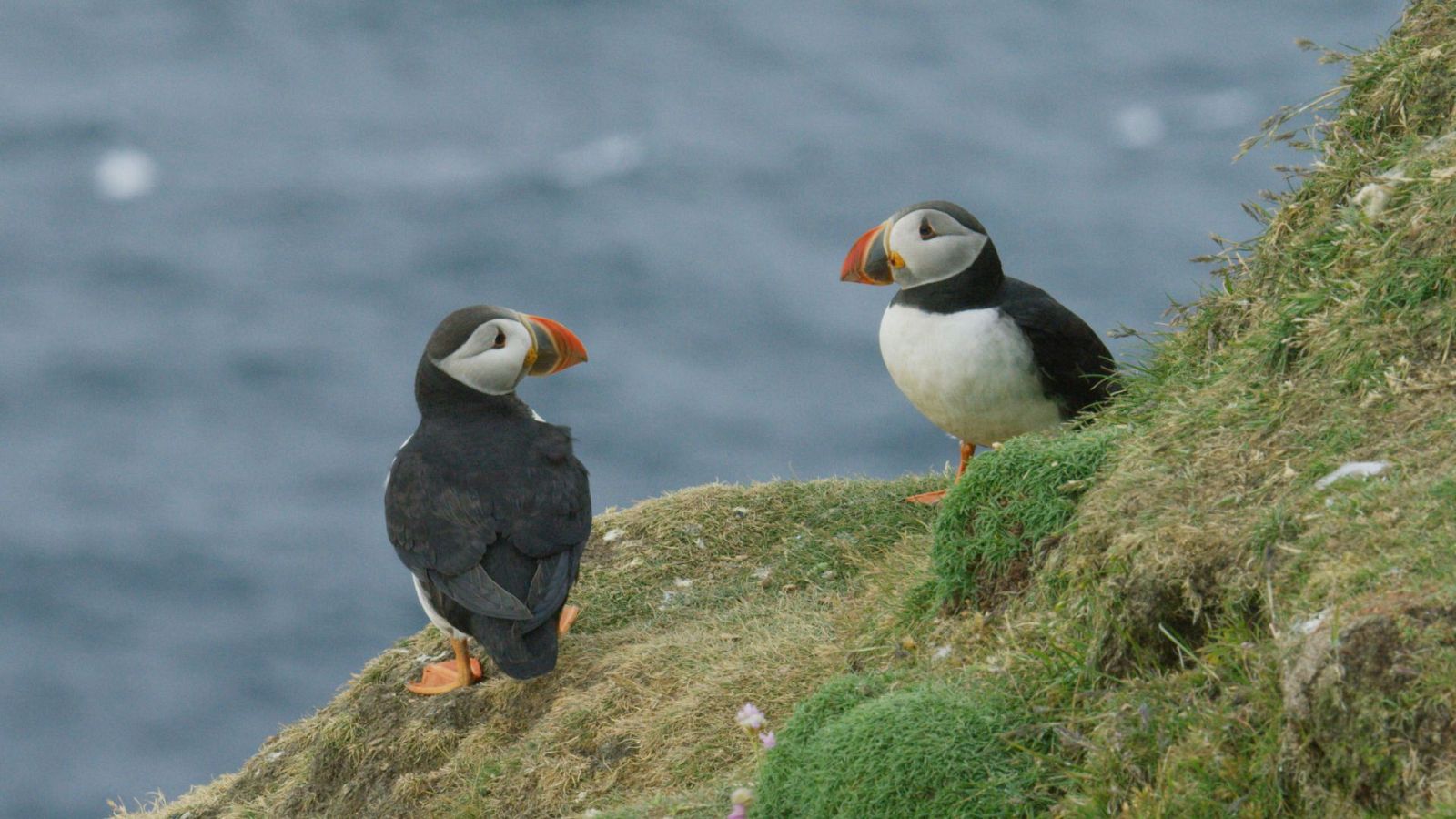 Escocia. Un año salvaje - Episodio 2: Verano - ver ahora