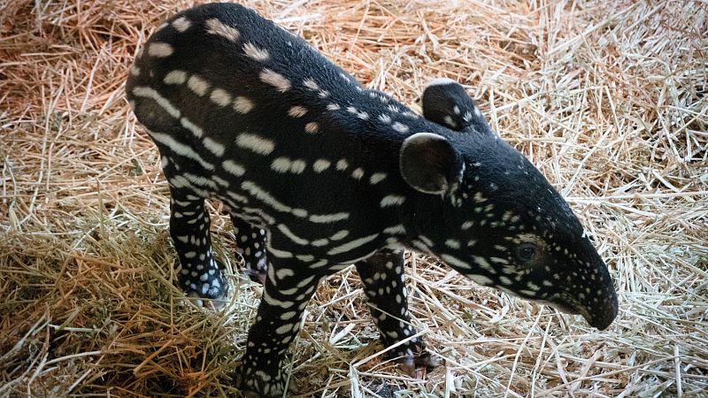 Nacimiento histórico de un tapir malayo en España: "Es una gran noticia para la conservación"