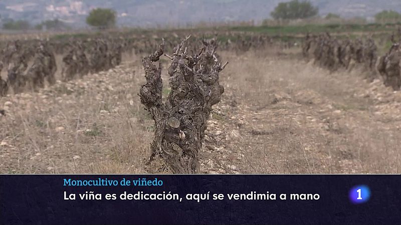 Informativo Telerioja - 03-04-2025 | Ver