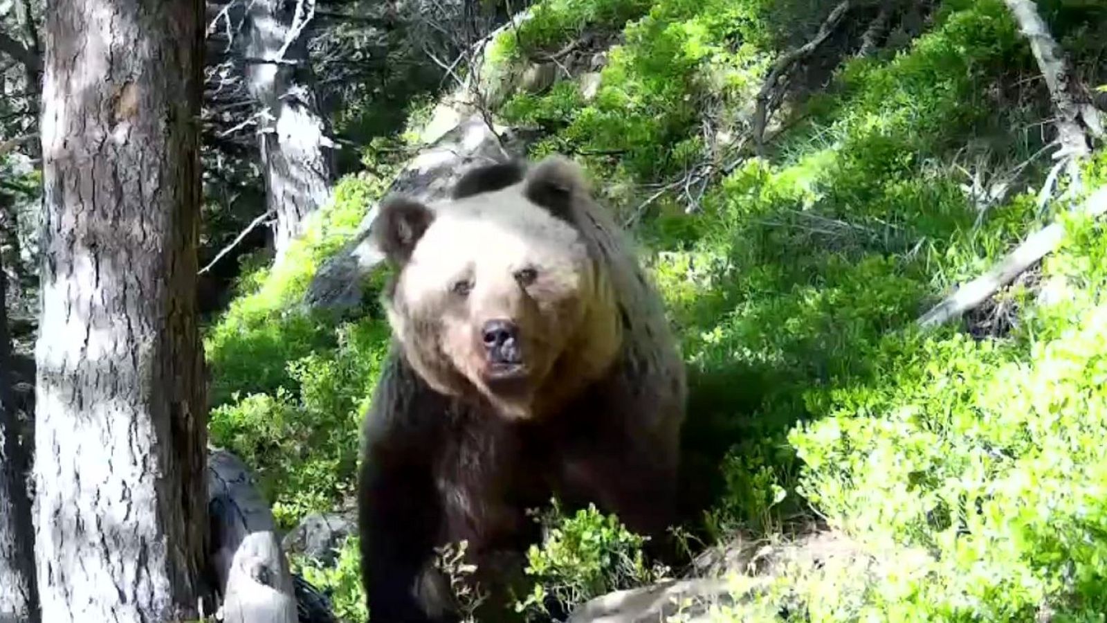 El Pirineo catalán: un oasis para el oso pardo - Aquí la Tierra | Ver