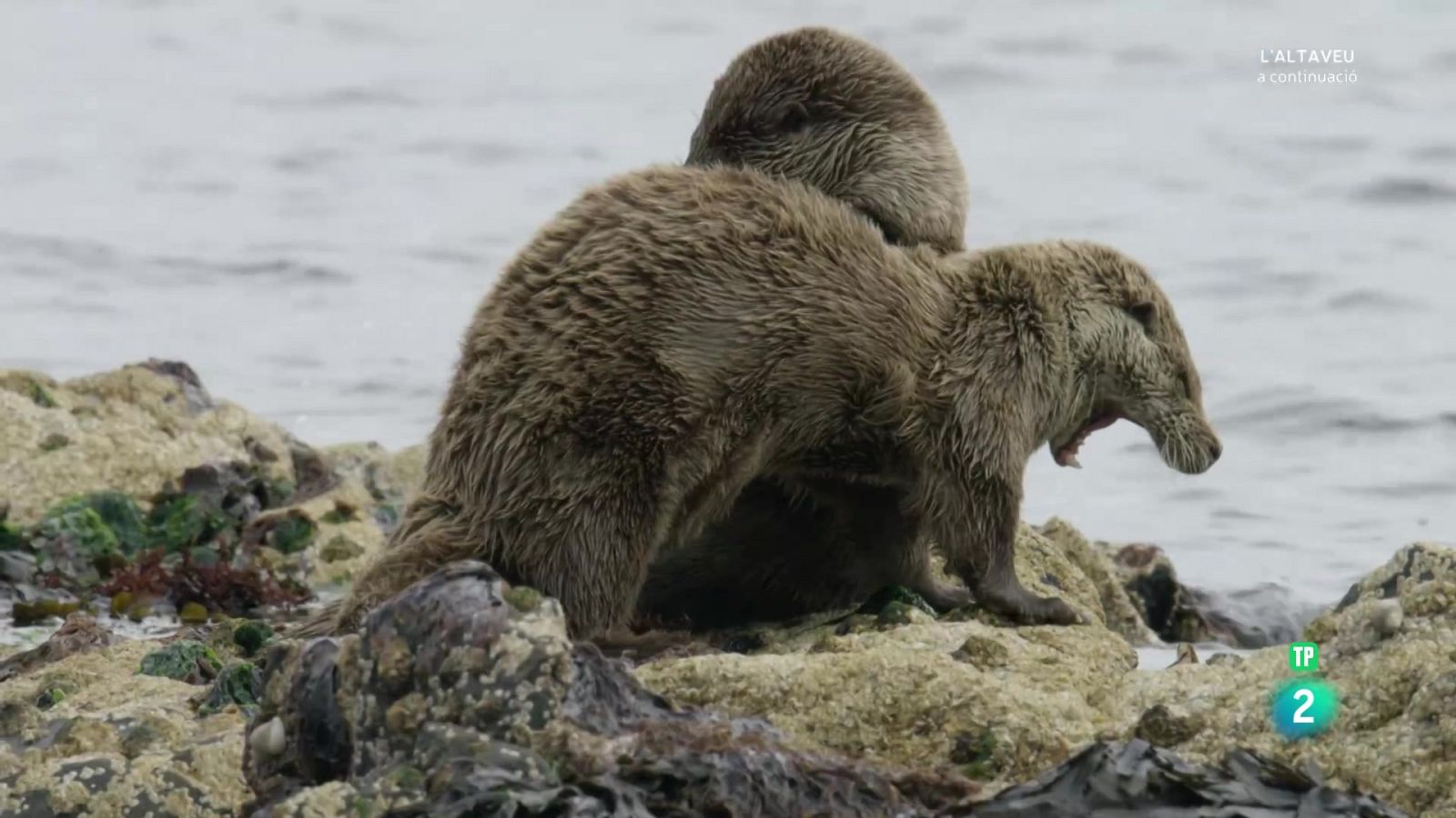 Grans documentals - Escòcia, un any salvatge. Estiu - Veure Ara