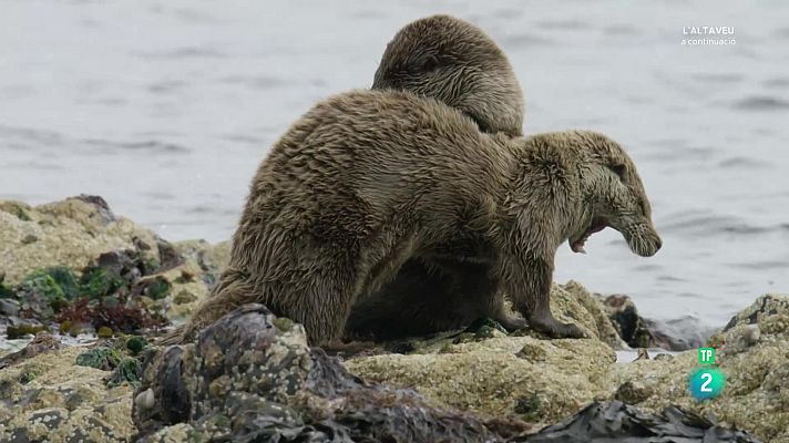Som Documentals - Escòcia, un any salvatge. Estiu