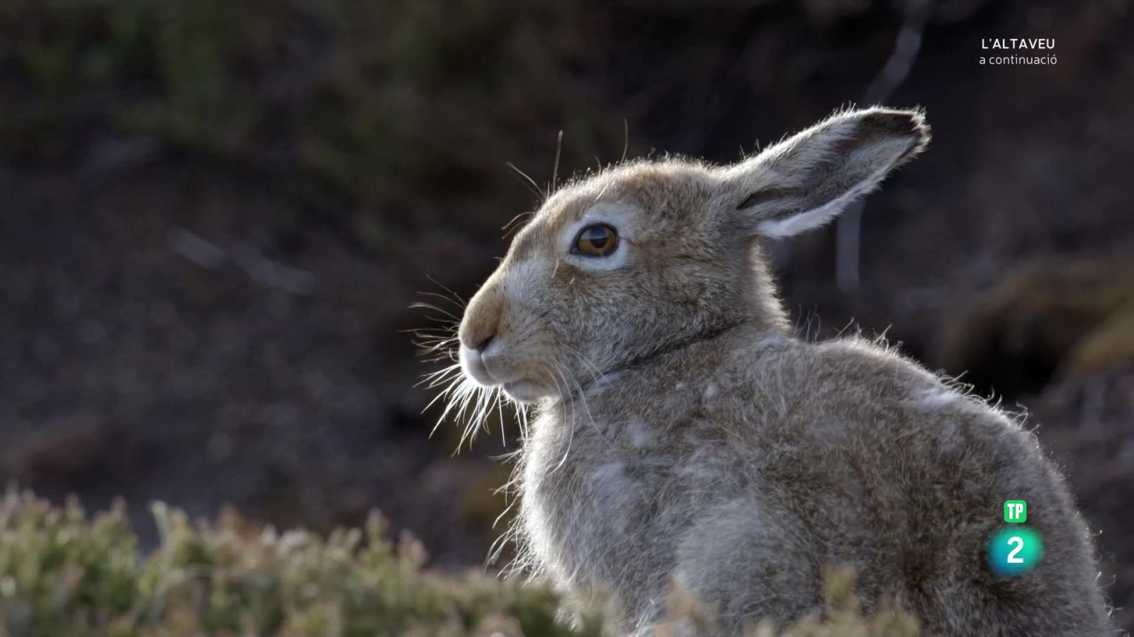 Grans documentals - escòcia, un any salvatge. Primavera - Veure Ara