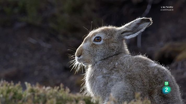 Som Documentals - Escòcia, un any salvatge. Primavera