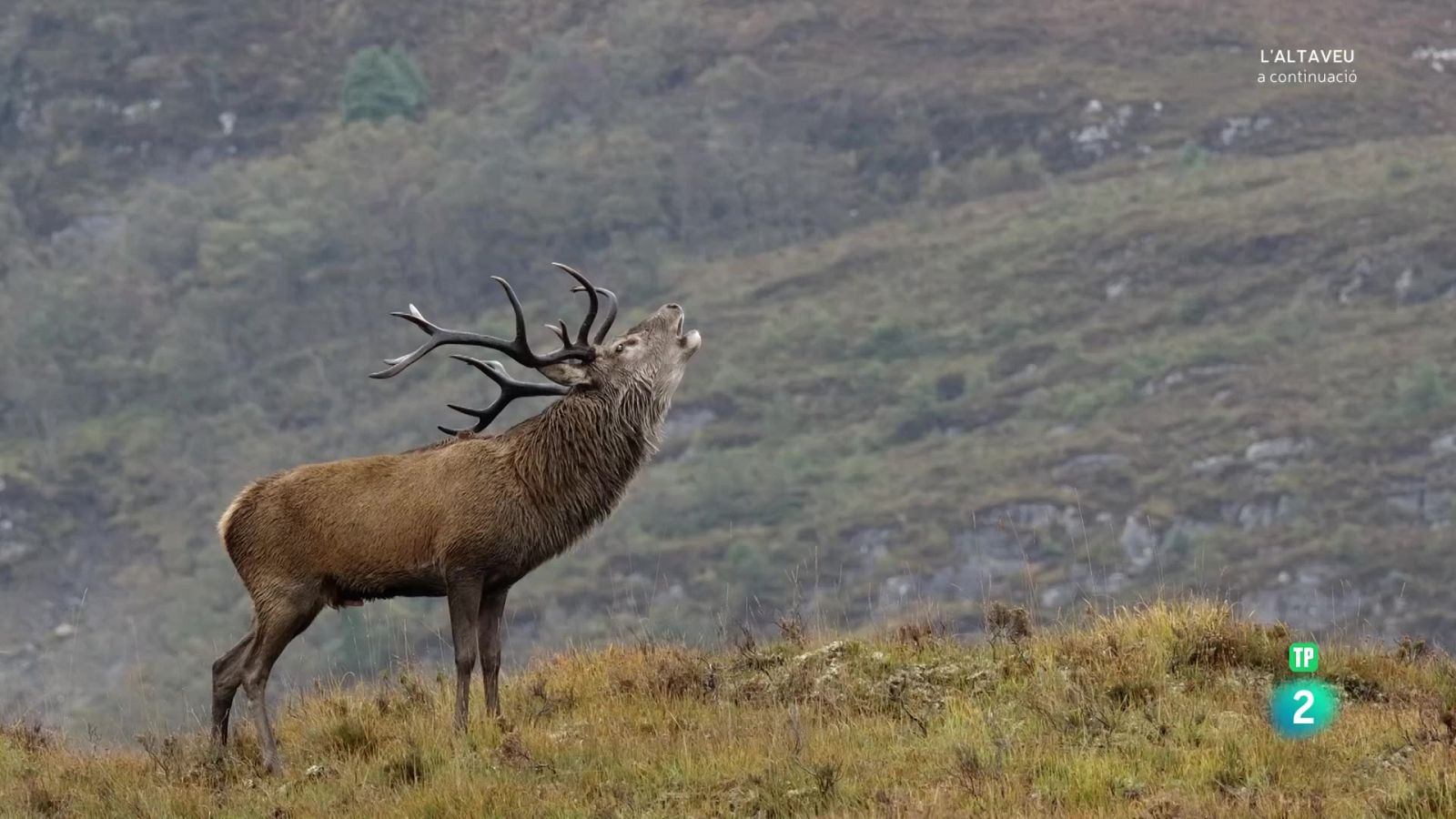 Grans documentals - Escòcia, un any salvatge. La tardor - Veure Ara