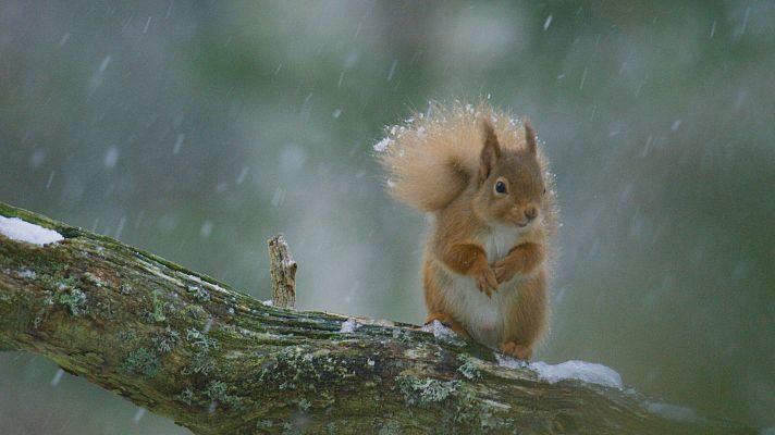 Escocia. Un año salvaje - Invierno