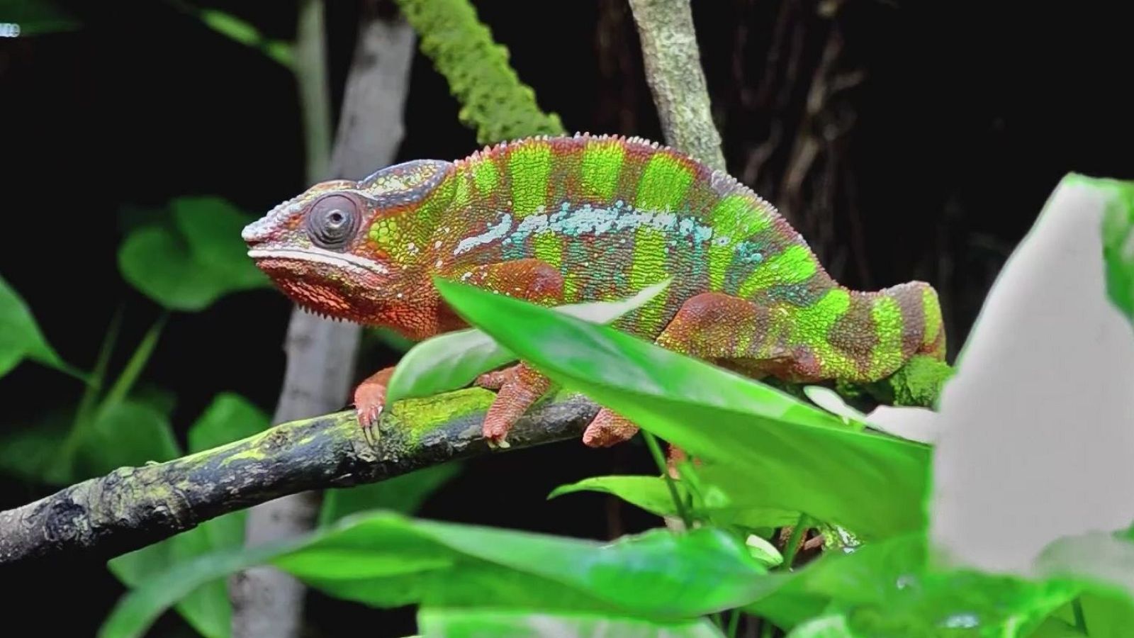 Un camaleón con piel de pantera - Aquí la Tierra | Ver