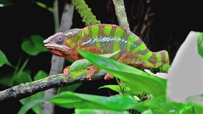 Aquí la Tierra - Un camaleón con piel de pantera
