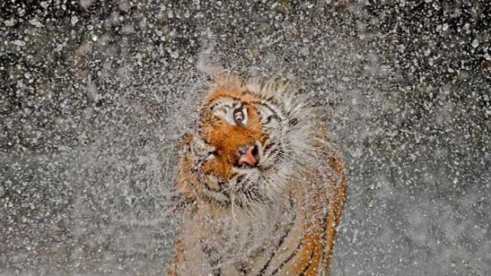 Telediario 1 - Concurso fotos National Geographic