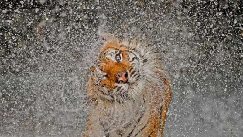 Concurso fotográfico anual National Geographic