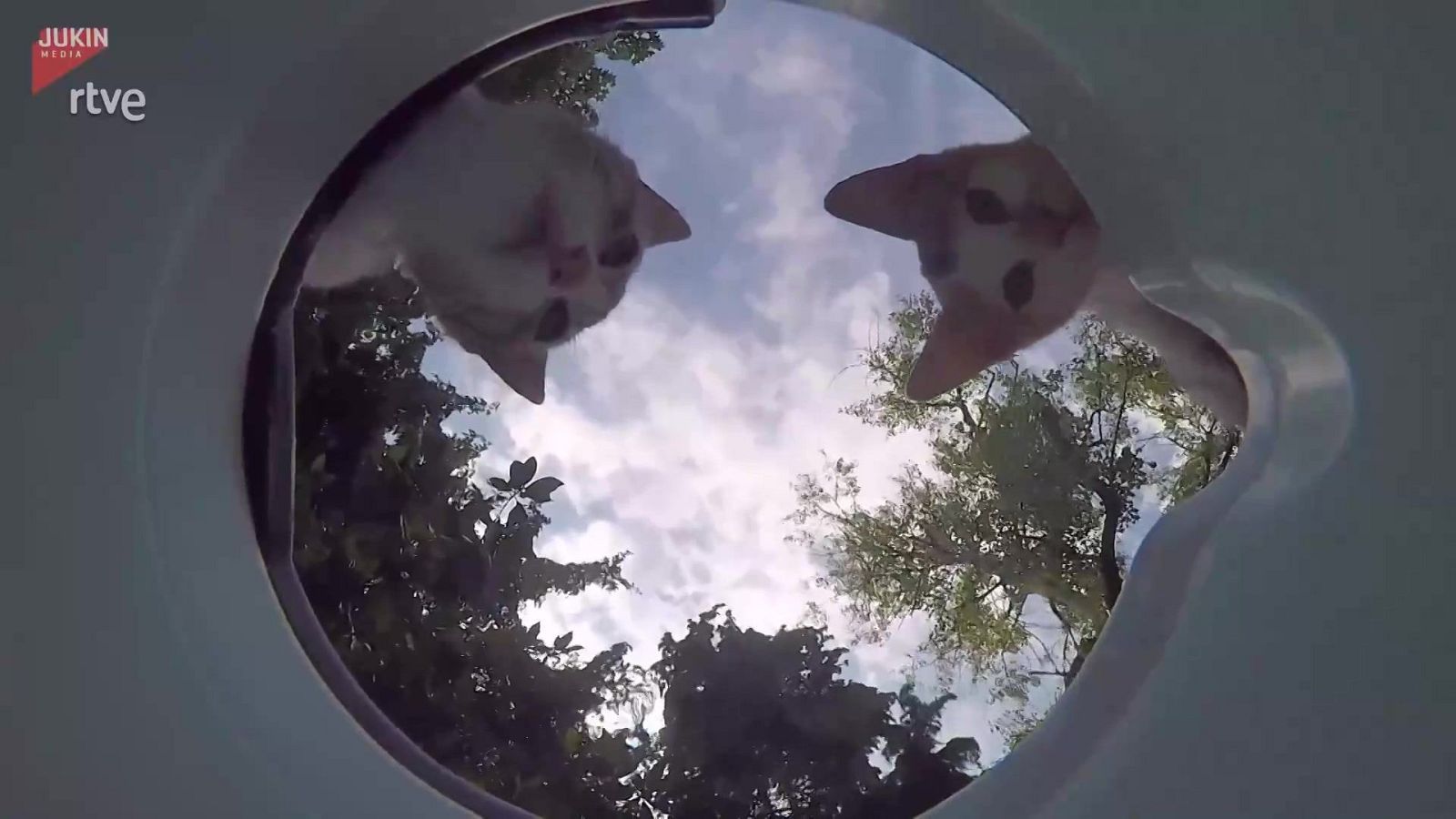 Bebedero "oculto" para animales | Ver