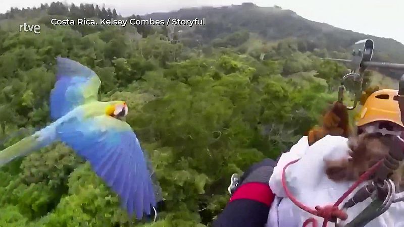 Guacamayo multicolor sobrevuela a una persona en tirolesa, en un frondoso bosque tropical. Casco naranja y ropa clara.