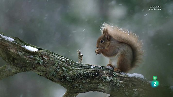 Som Documentals - Escòcia, un any salvatge. Hivern