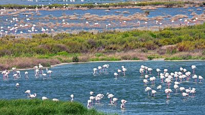 Regresan los flamencos a Fuente de Piedra, en M�laga - La tarde en 24h | Ver