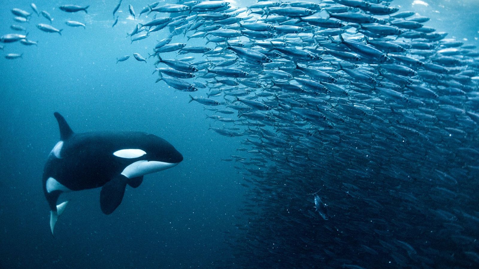 Atlántico Norte. El océano oscuro - Episodio 1: Explorando en la oscuridad - ver ahora