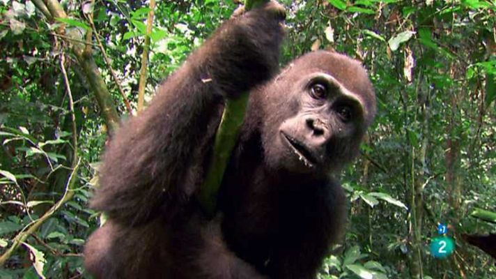 Grandes documentales - Gorilas misteriosos