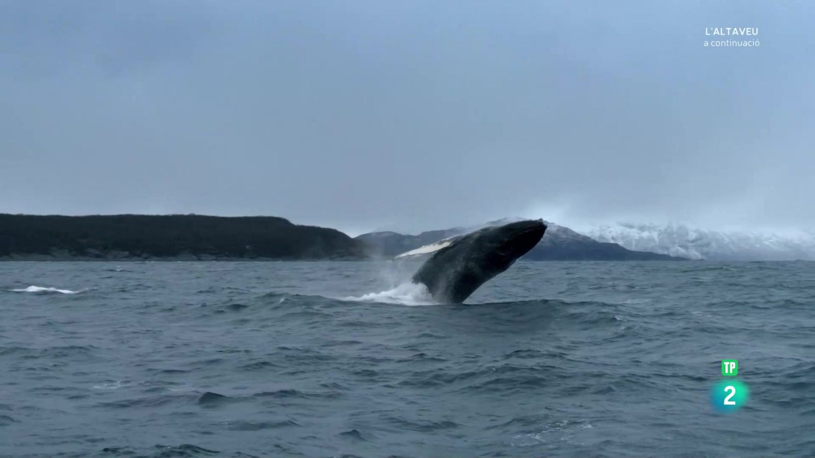 Grans documentals - Atlàntic nord. L'oceà fosc. Explorant la foscor - Veure Ara