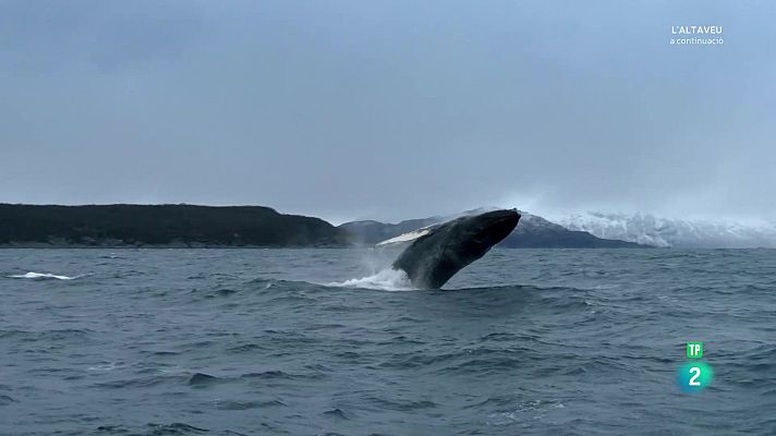 Som Documentals - Atlàntic nord. L'oceà fosc. Explorant la foscor