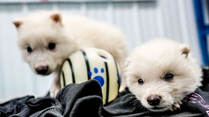 Telediario 1 - Una empresa estadounidense presume de devolver a la vida a los lobos gigantes