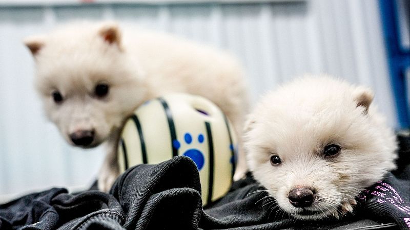 Una empresa presume de devolver a la vida a los lobos gigantes - Telediario 1 | Ver