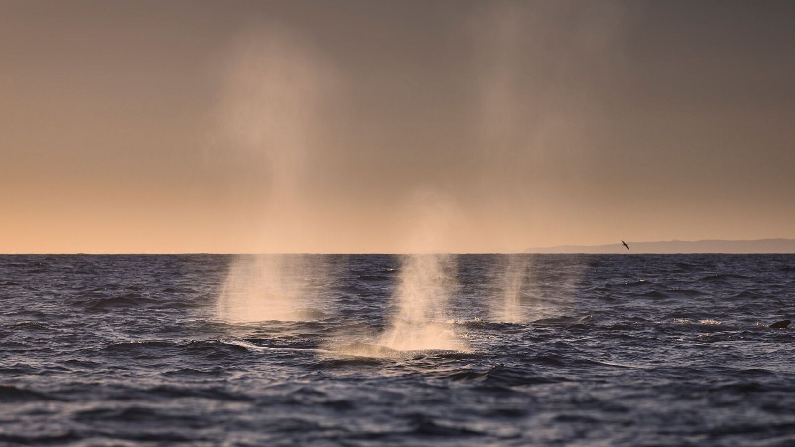Atlántico Norte. El océano oscuro - Episodio 2: Buscando monstruos - ver ahora