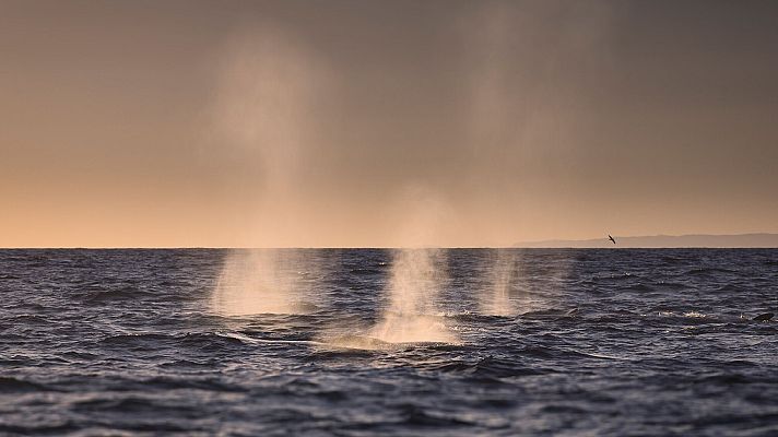 Atlántico Norte. El océano oscuro - Buscando monstruos