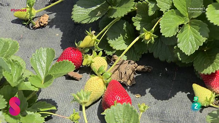 Somos 8 - Somos 8 - 08/04/2025