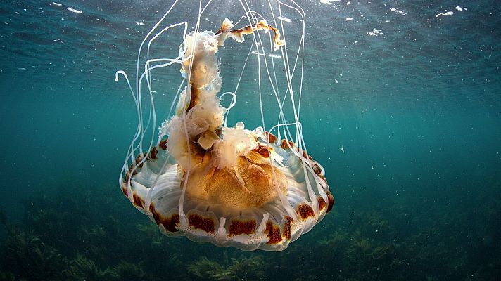 Atlántico Norte. El océano oscuro - Descubriendo la vida
