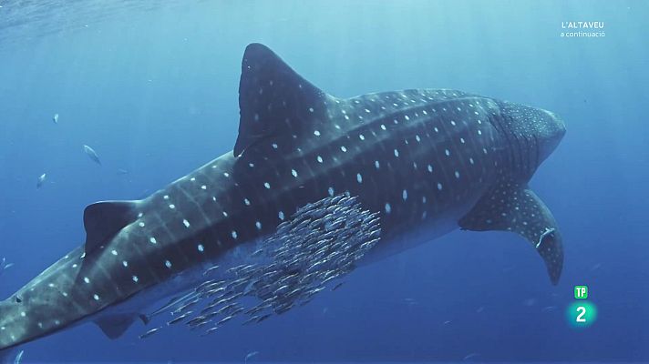 Som Documentals - Atlàntic nord. L'oceà fosc: Descobrint la vida.