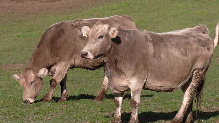 Aquí la Tierra - El legado de la vaca bruna