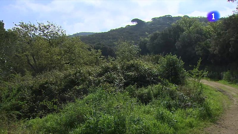 Com es troben els boscos arran de la sequera? - L'Informatiu | Veure
