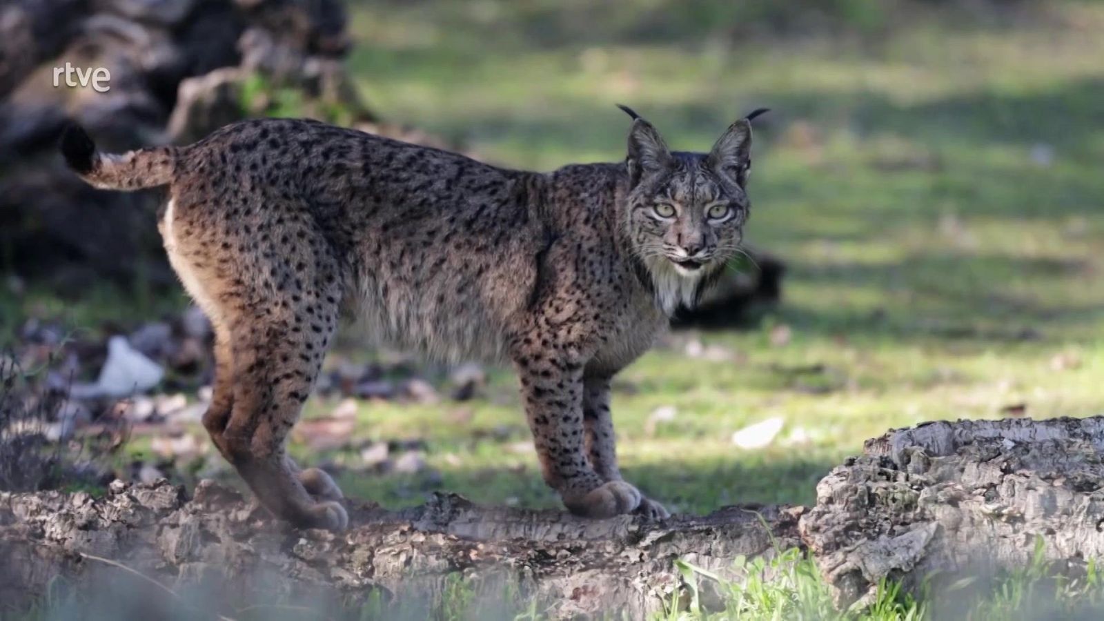 El escarabajo verde - Animales de primera y de segunda - ver ahora
