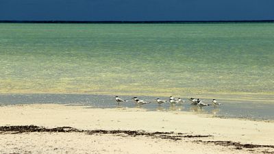 Sabores del mundo - Las Seychelles, un paraso medioambiental - ver ahora