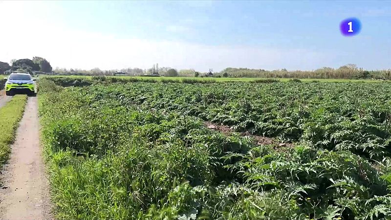 Augmenta el patrullatge als conreus del Baix Llobregat - L'Informatiu | Veure