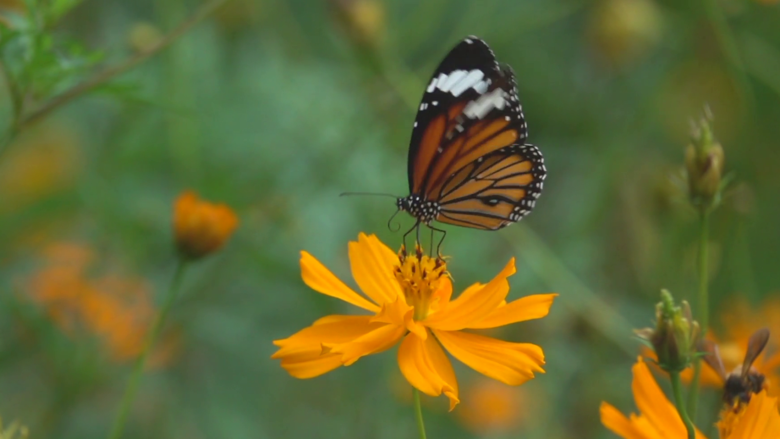 Da Internacional de la Madre Tierra