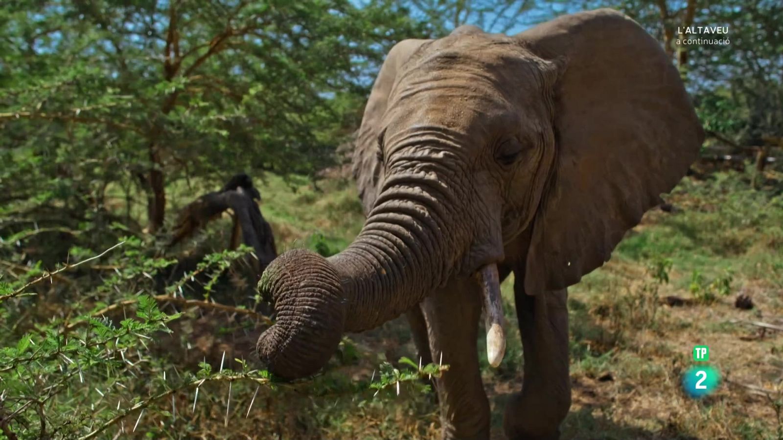 Grans documentals - Planeta en perill: Episodi 2 - Veure Ara