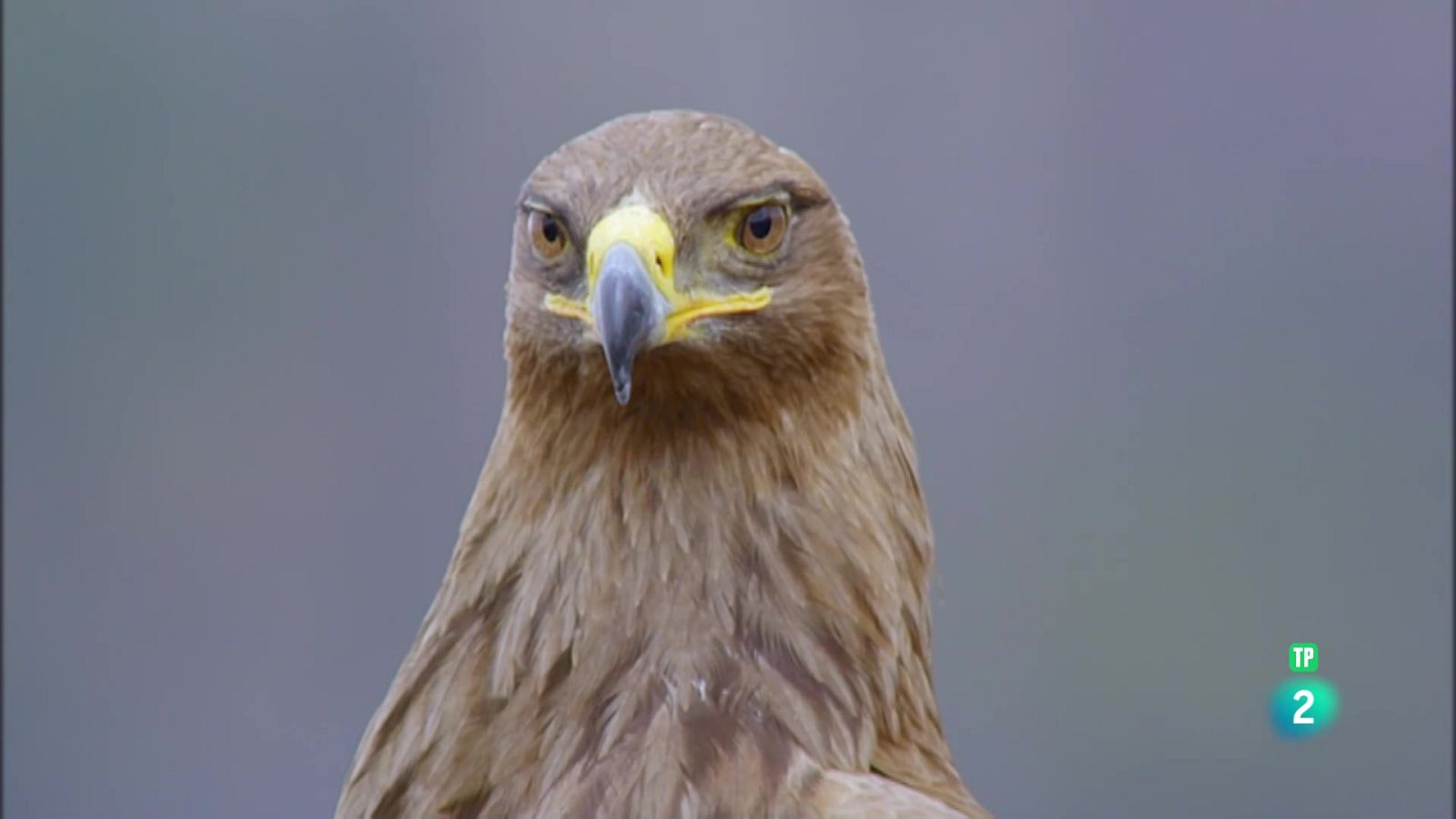 Grans documentals - Àfrica extrema. Les muntanyes Simien. - Veure Ara