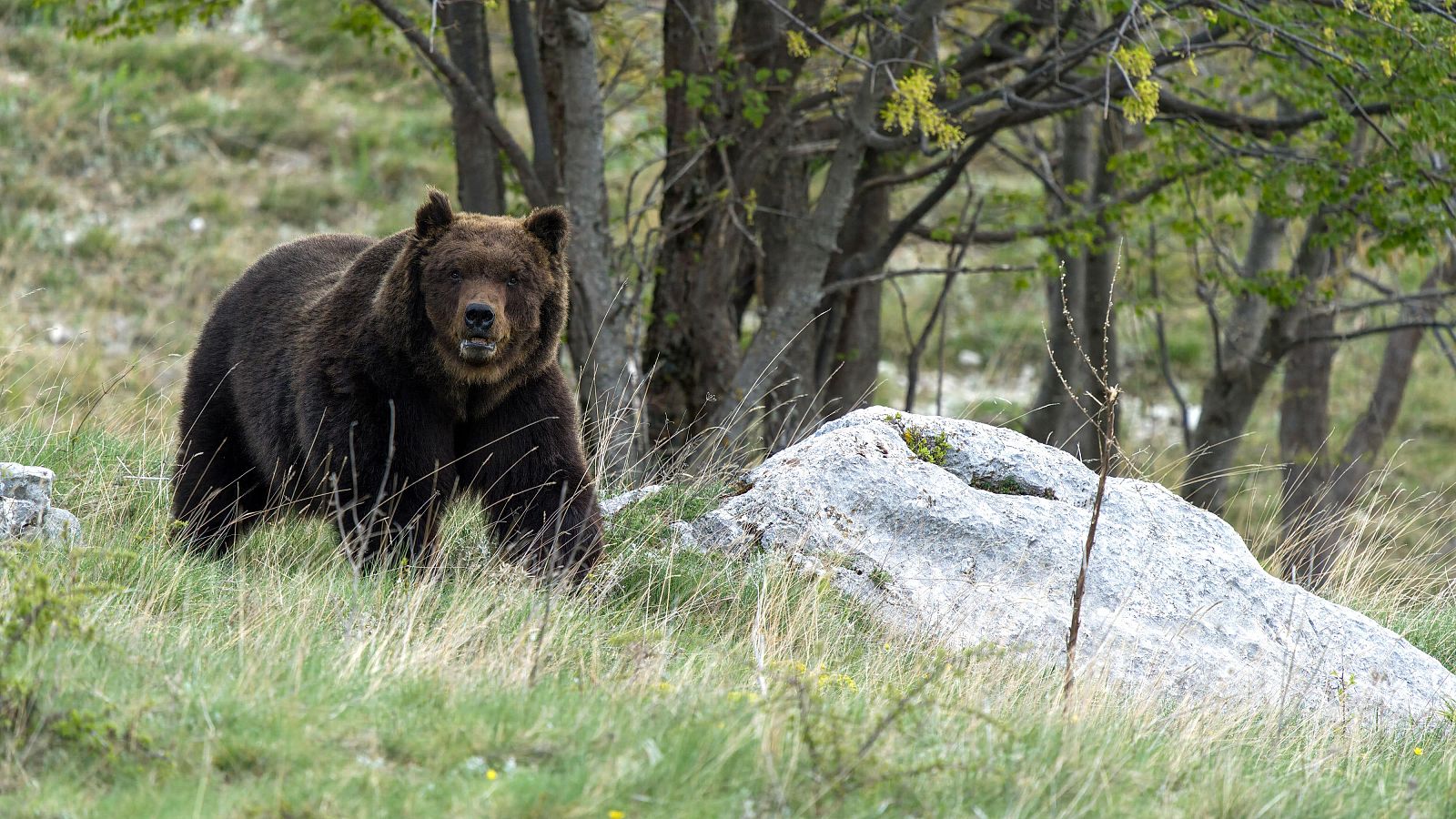 El gobierno asturiano indemnizará a una mujer atacada por un oso | Ver