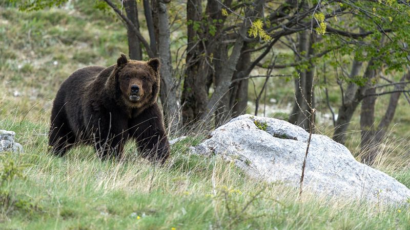 El gobierno asturiano indemnizará a una mujer atacada por un oso | Ver