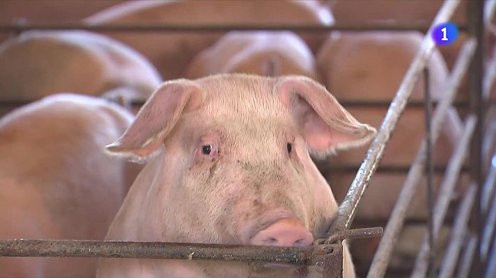 L'Informatiu - El sector porcí podria beneficiar-se de la guerra comercial de Trump amb la Xina