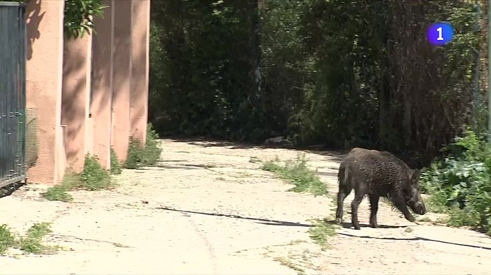 L'Informatiu - Els xocs amb animals van provocar 300 accidents a Catalunya l’any passat