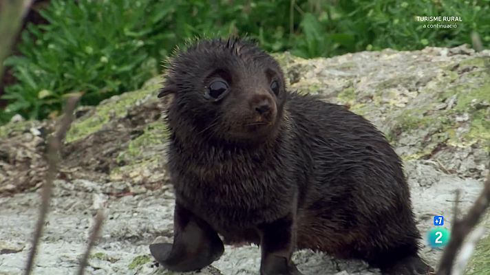 Som Documentals - Nova Zelanda salvatge, el paradís perdut
