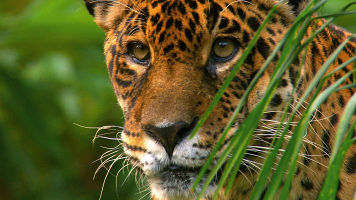 Somos Documentales - Jaguar, el rey de la jungla