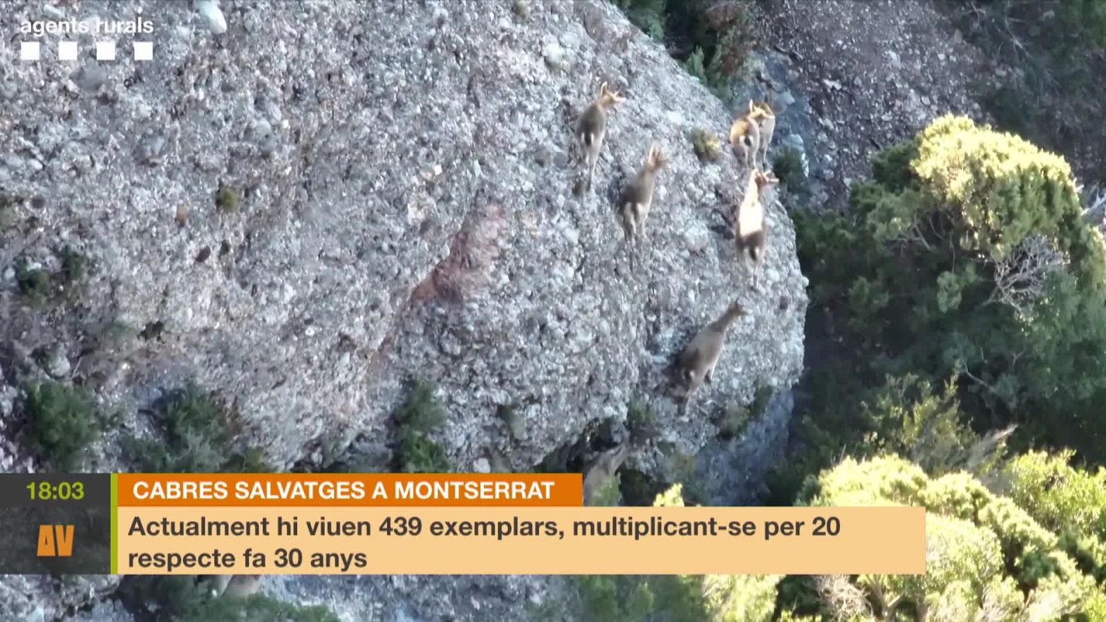 Cada cop hi ha més cabres salvatges a la muntanya de Montserrat - L'altaveu | Veure