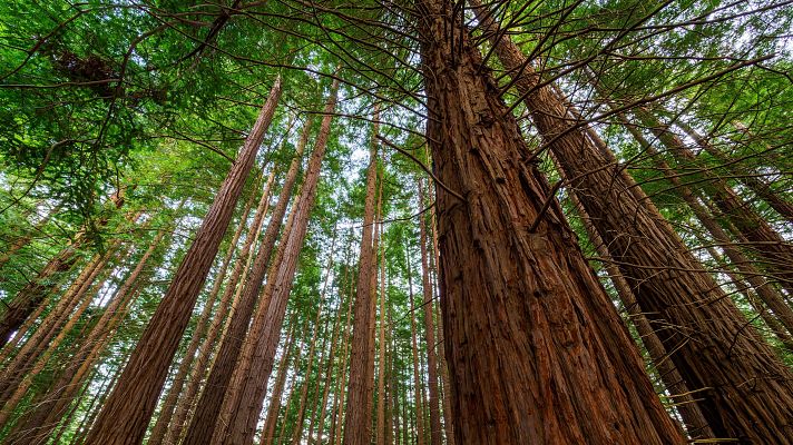 Informativo 24h - El bosque de secuoyas de Cantabria recibe 200.000 visitantes cada año, provocando daños en la zona
