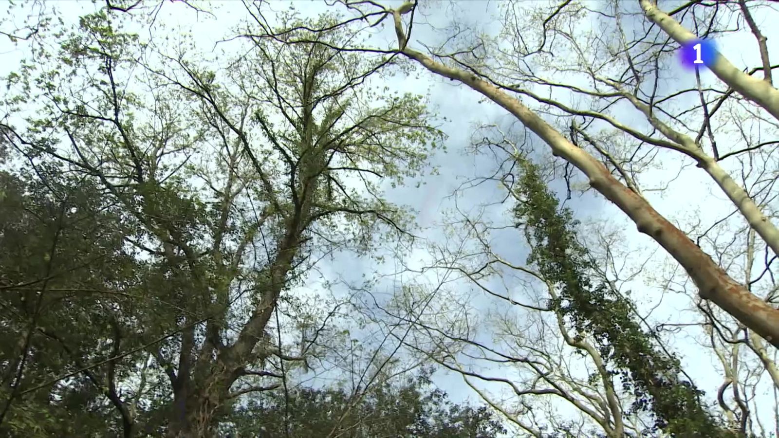 Cicatrices de la sequía | Ver