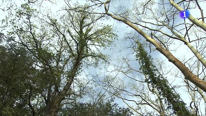 Telediario Fin de Semana - Cicatrices de la sequía