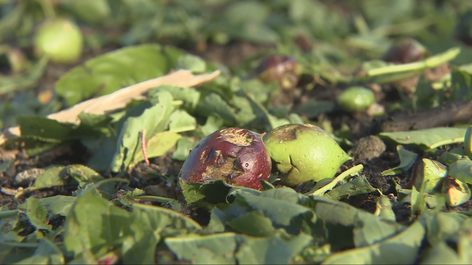 Efectes devastadors de la pedregada a Lleida - L'Informatiu | Veure